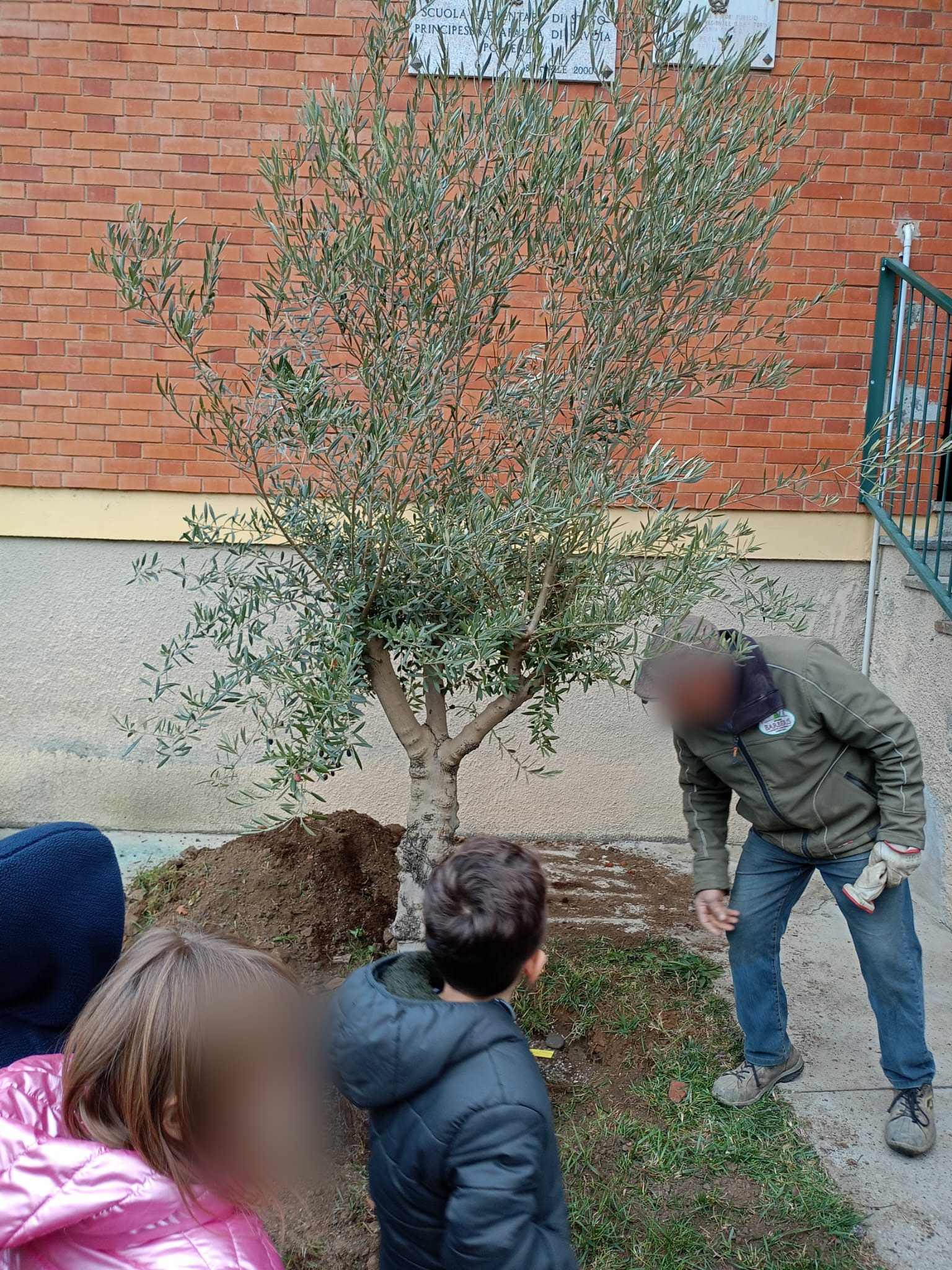 ulivo pace pollenzo 23 (1)