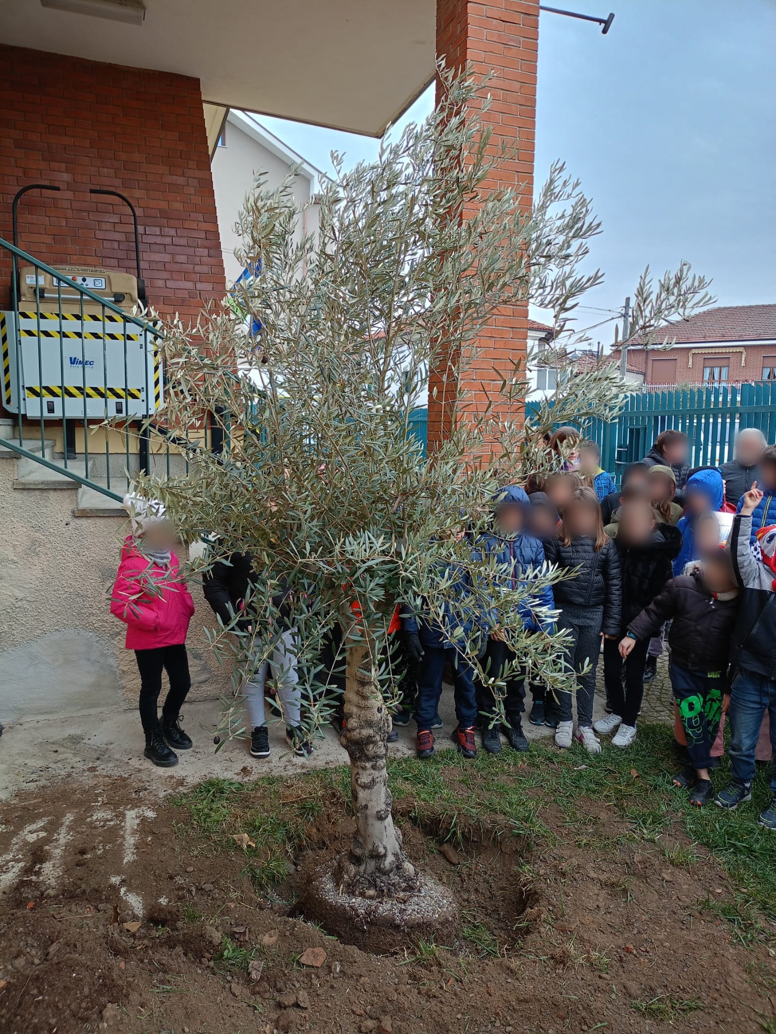 ulivo pace pollenzo 23 (2)