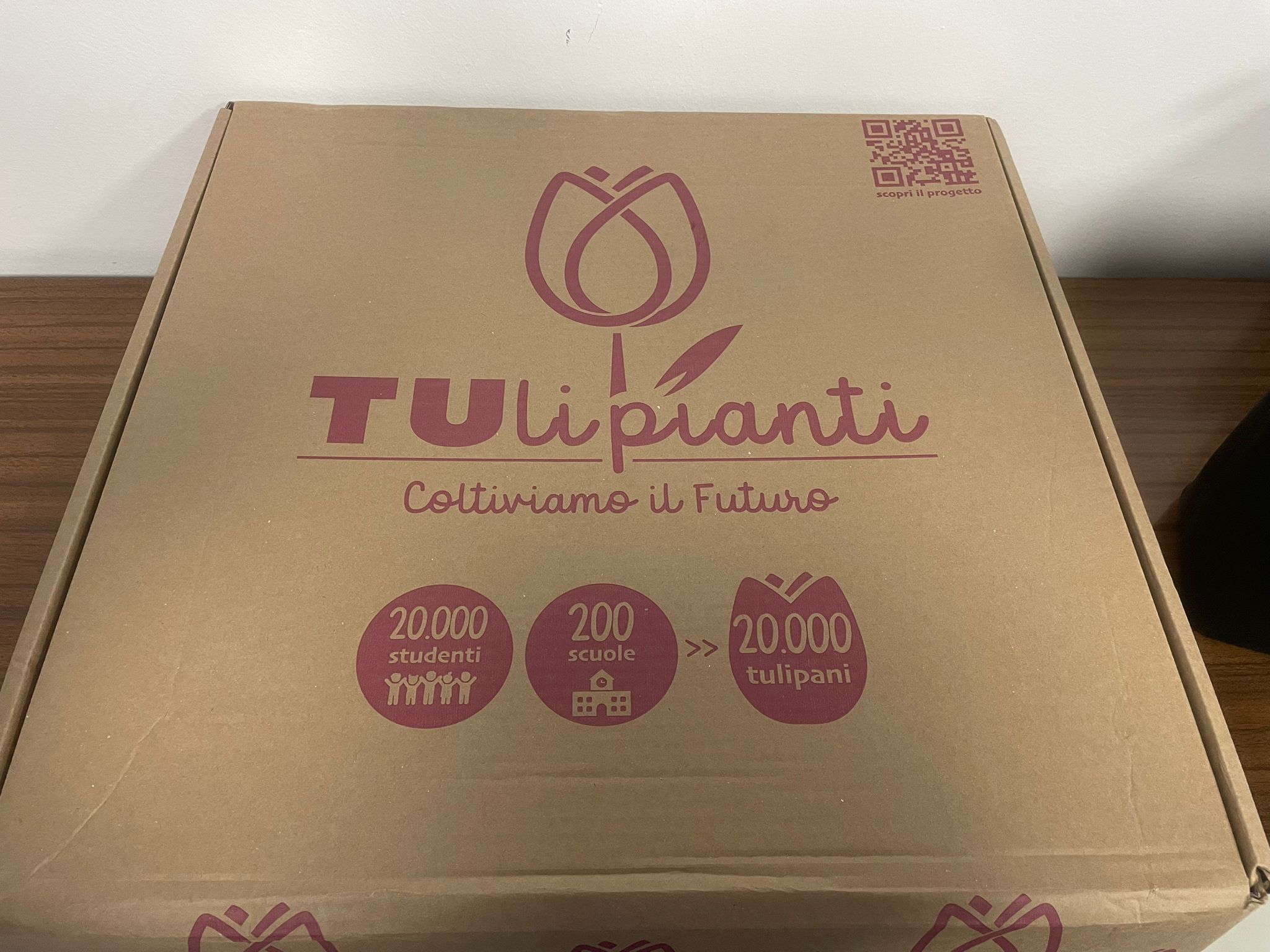 Tulipianti 23 (1)