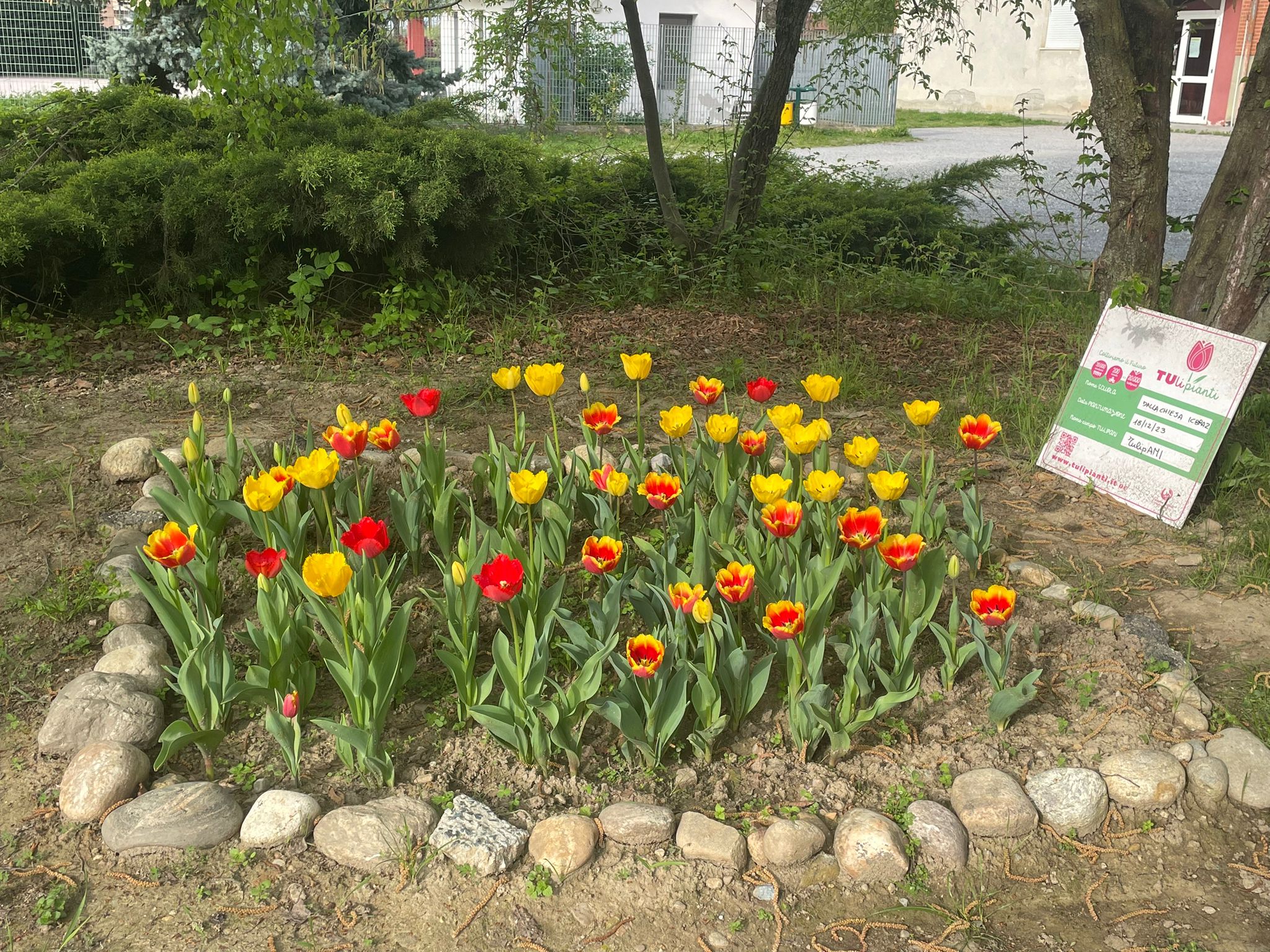 Tulipianti 23 (3)