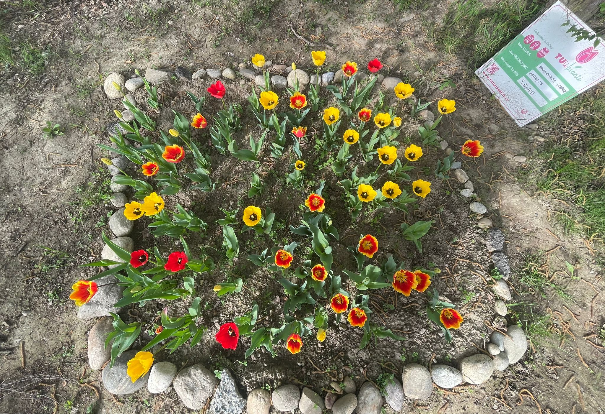 Tulipianti 23 (4)