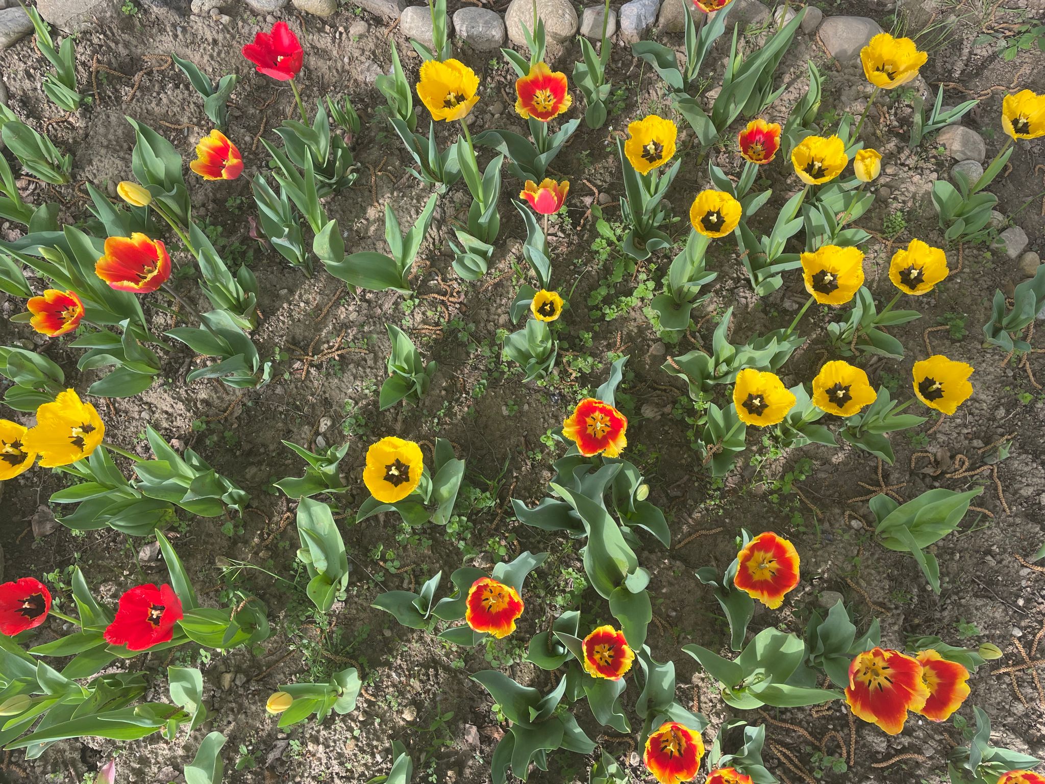Tulipianti 23 (5)